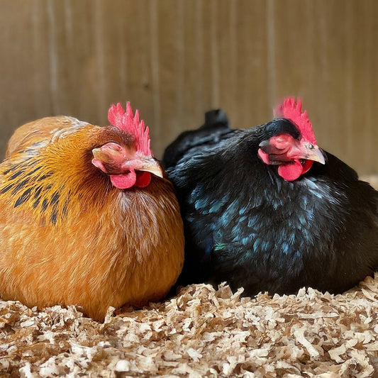 two hens laying in hemp hurd animal bedding